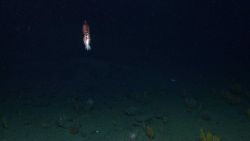 Illuminated squid over a dark sea floor. Image