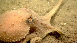 Octopus on seafloor Image