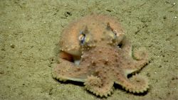 Octopus on seafloor Image