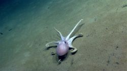 Octopus Image