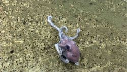 Octopus Image