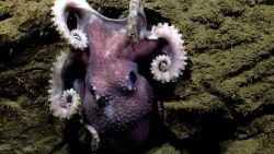 Octopus Image