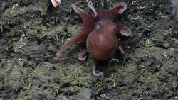 Octopus Image