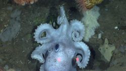 Octopus Image