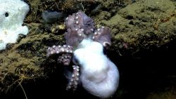 Octopus Image