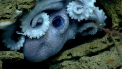 Octopus Image