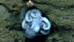 Octopus Image