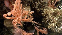 White lophelia coral on the right, a peach-colored octocoral bush, acesta clams, and a spherical sea urchin. Image