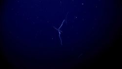 Salps looking like constellations instead of living animals. Image