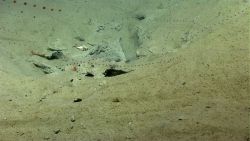 Salps, two large shrimp, and a large hermit crab in a whelk shell are seen in an area of landslide debris. Image