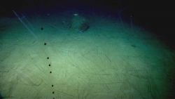 Many salps and a boulder serving as shelter for a fish and substrate for a large anemone. Image