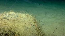 Many salps in the water column over a rock outcrop and sediment bottom. Image
