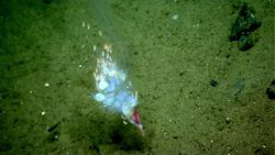 Siphonophore? Image