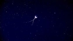 Hydrozoan medusa. Image