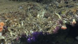Purple Anthothela grandiflora coral, a small pinkish alcyonacean coral, large worm tubes, and cup corals. Image
