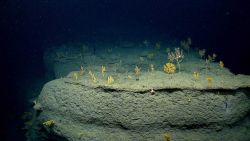 Flat, paramuricea coral covered top of a spur projecting out from the wall of Oceanographer Canyon. Image