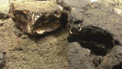 Fossil in sediment on the continental slope Image