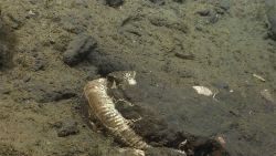 Fossil in sediment on the continental slope Image