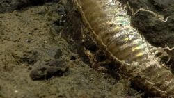 Fossil in sediment on the continental slope Image