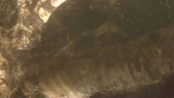 Fossil in sediment on the continental slope Image