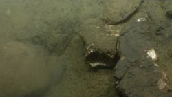 Fossil in sediment on the continental slope. Image