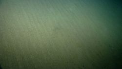 Parallel ripples in the sediment indicating relatively strong currents. Image