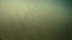 Parallel ripples in the sediment indicating relatively strong currents. Image