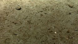 Mud or silt bottom with sparse small life forms. Image