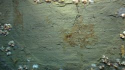 Area of canyon wall with iron staining devoid of visible life. Image