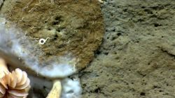 A round fossil burrow with tube worms on its surface. Image
