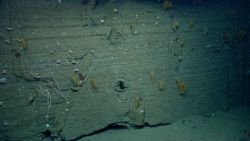 At least five different species of coral along a canyon wall Image