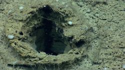 A large fossil burrow on a canyon wall with methane bubbles escaping. Image