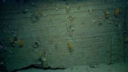 At least five different species of coral are seen on this canyon wall with a number of fossil burrows. Image