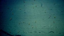 Section of canyon wall with small corals Image