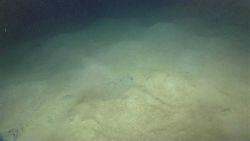 Murky sediment laden water - possibly from Deep Discoverer disturbing bottom. Image
