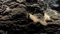 A small coral, a small sponge, and a few what appear to be tube worms on the side of Mytilus Seamount. Image
