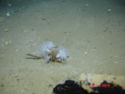 Dandelion-like anemones. Photo