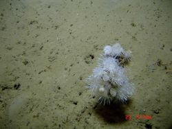 Dandelion-like anemones and lollipop sponges. Photo