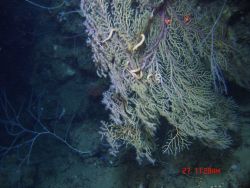 Deep sea coral. Image