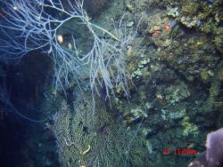 Deep sea coral. Image