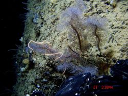 Deep sea coral. Image