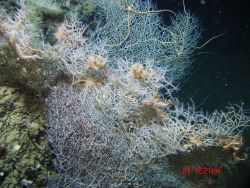Deep sea coral. Image