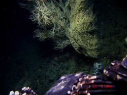 Deep sea coral. Image