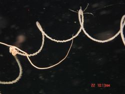 Deep sea coral. Image