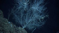 Deep sea coral. Image