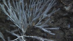 Deep sea coral. Image