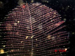 Deep sea coral. Image