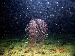 Deep sea coral. Image