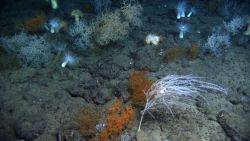 Deep sea coral. Image