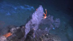 Deep sea coral. Image